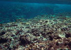 photo of storm damaged coral reef