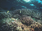 photo of coral edge community