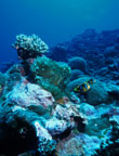 photo of a mix of coral species