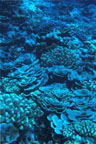 photo of a dense mixture of different corals