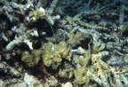 photo of coral rubble resulting from storm damage