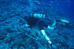 photo of diver taking notes on the condition of coral