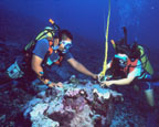 photo of two divers fixing a mooring buoy line to the bottom