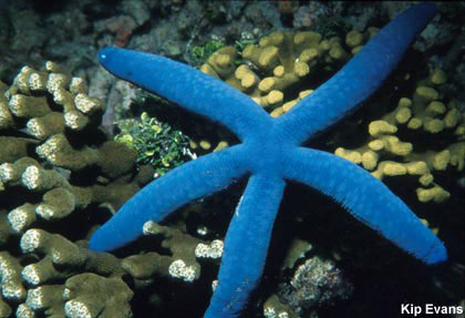 photo of bright blue sea star