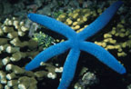 photo of blue sea star