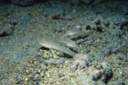 photo of jawfish