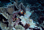 photo of tier form coral