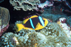clownfish and sea anemone