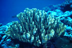 photo of Pocillipora coral head