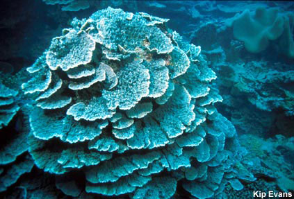 Photo of coral showing tier forming growth pattern