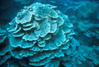 photo of tier form coral head