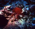photo of crown-of-thorns sea star