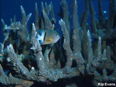 photo of damsel fish and branching coral