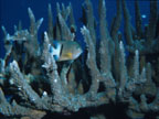 photo of damsel fish and branching coral