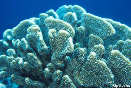 photo of coral in genus Pocillipora 