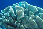 photo of Pocillipora coral head