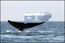 photo of whale tail near a ship