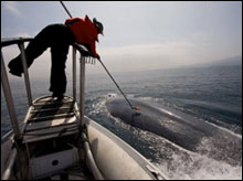 Cascadia Research Collective conducts tagging studies on Blue whales in Southern California.