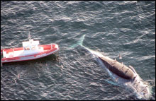 Vessel assisting a stranded whale