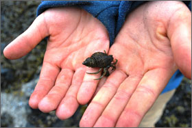 picture of a student holding a hermit crab