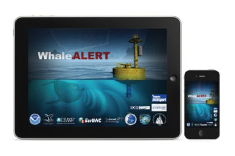photo of whale alert app