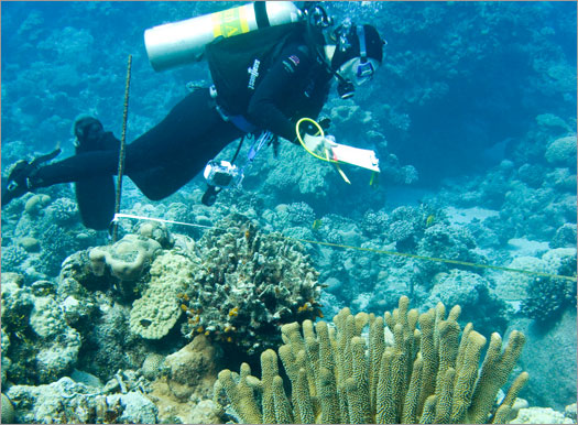 photo of coral and diver