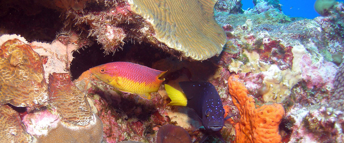 photo of a fish and coral