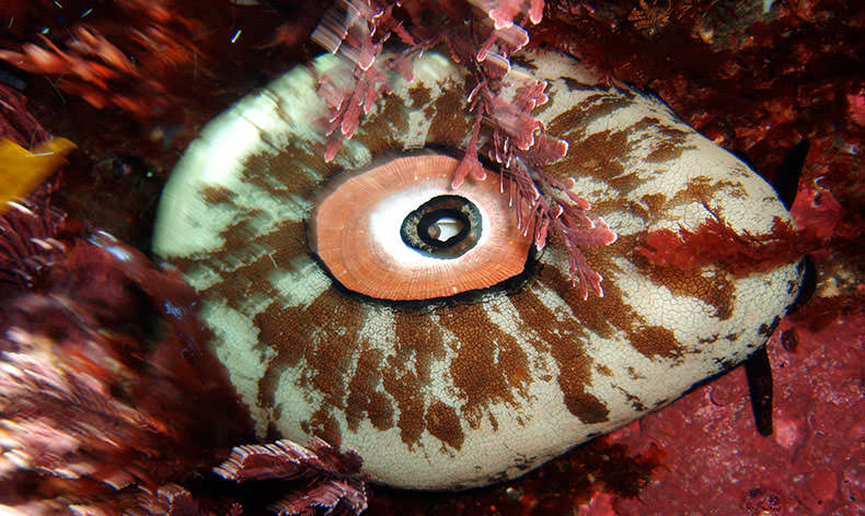 Photo of underwater sea life