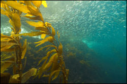 Giant kelp in Channel Islands National Marine Sanctuary. 