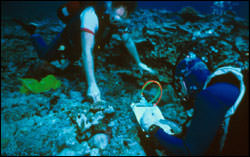 divers doing reef survey