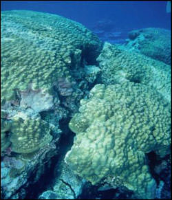 photo of porites coral head