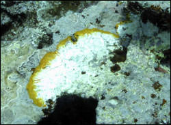 photo of coraline lethal orange disease