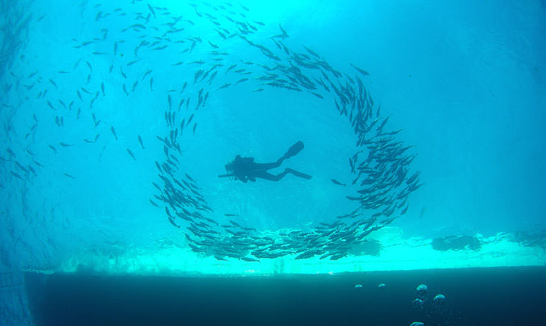 Photo a diver an a school of fish