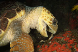 Figure 10.	Loggerhead sea turtle (Caretta caretta) feeds on sponge (Chondrilla sp.) at Stetson Bank. Photo: Joyce and Frank Burek