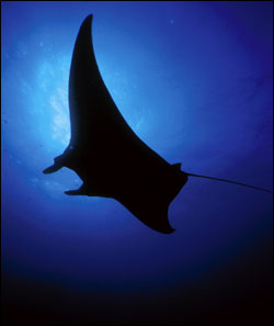 Figure 11.	Manta rays (Manta birostris) are encountered by divers year-round at the sanctuary. Photo: E.L. Hickerson/Flower Garden Banks sanctuary