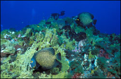 Figure 5.	A pair of French angelfish (Pomacanthus paru) swim over a typical fire coral (Millepora alcicornis) dominated pinnacle at Stetson Bank. Photo: Franklin Viola