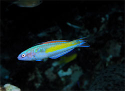 Terminal male phase of the Mardi Gras wrasse. Avid fish counters put this species of fish at the top of their list to watch for during their dives at all three banks of the sanctuary. Photo: G.P. Schmahl/Flower Garden Banks sanctuary