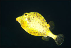 Figure 9.	Golden smooth trunkfish. Photo: Joyce and Frank Burek