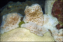 Figure 12.	Bleached star coral, Montastraea cavernosa, photographed during the 2005 bleaching event at the sanctuary.