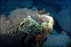 Figure 13.	Example of the coral disease affecting corals in the sanctuary during the winters of 2005-07. This image of a star coral, Montastraea franksi, illustrates the typical visual indicators of the coral disease. 