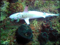 Figure 15.	Carcharinid shark discarded on Stetson Bank. Photo: Christa Loustalot