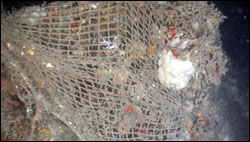 Figure 16.	Discarded shrimping net within the Flower Garden Banks sanctuary. Photo: NURC-UNCW/Flower Garden Banks sanctuary