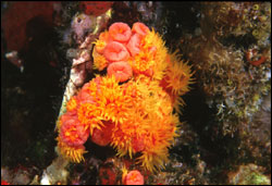 Figure 17.	An invasive species, orange cup coral (Tubastraea coccinea). Photo: Joyce and Frank Burek