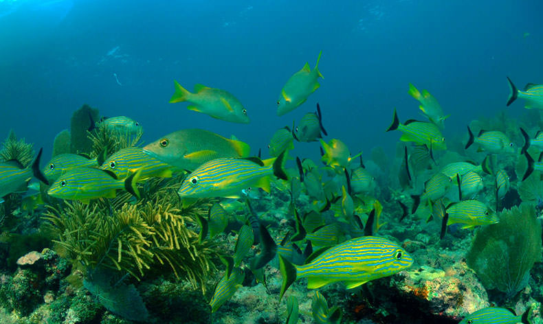 Photo of a school of fish in florida keys
