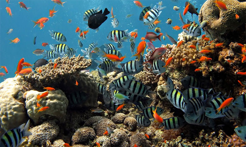 Photo of school of reef fish