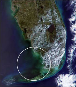 Figure 13. 2002 satellite image of a black water event north of the lower Florida Keys (Photo: NASA). 
