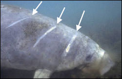 Figure 20. West Indian manatee with old boat propeller scars (as identified with arrows) that biologists use to identify this individual. (Photo: USGS Sirenia Project)