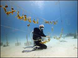 Figure 38. A diver performs regular maintenance on Acropora cervicornis fragments at a permitted coral nursery funded by the American Reinvestment and Recovery Act. (Photo: Ken Nedimyer)