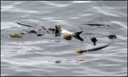 Figure 11. In the open waters of the sanctuary, kelp rafts form an important floating habitat for congregations of fish, pinnipeds and birds. (Photo: P. Pyle)