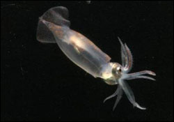 Figure 13. Immature squid abound in plankton tows collected during spring SEA Surveys if the Gulf of the Farallones sanctuary. (Photo: J. Hall, GFNMS)